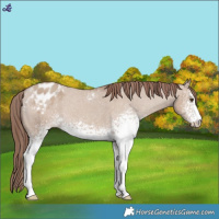 Horse Color:White Spotted Classic Champagne Dun Appaloosa 