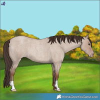Horse Color:Classic Champagne Roan Dun 