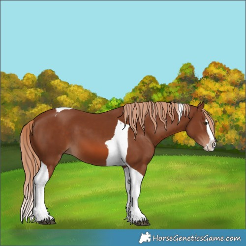Horse Color:Chestnut Splash Tobiano 