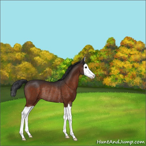 Horse Color:Bay Splash Rabicano 