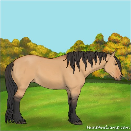 Horse Color:Bay Dun