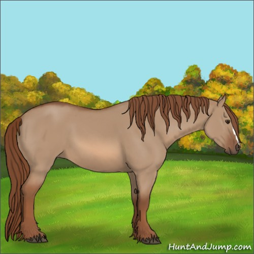 Horse Color:Red Dun