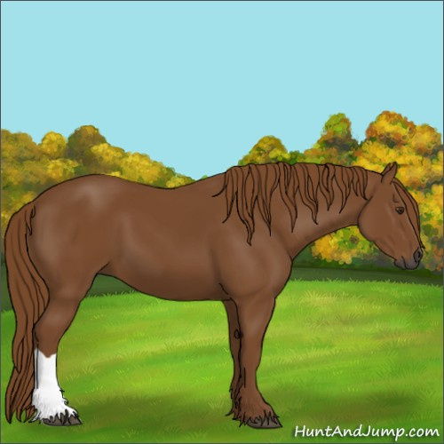 Horse Color:Gray Chestnut