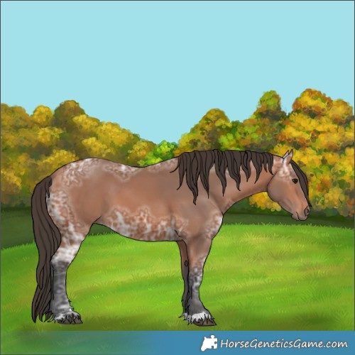 Horse Color:Bay Ice 