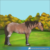 Horse Color:Bay Ice 