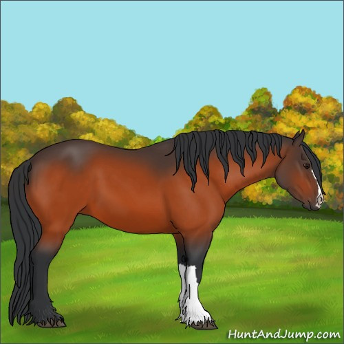 Horse Color:Bay 