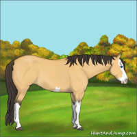 Horse Color:Buckskin Dun Splash 