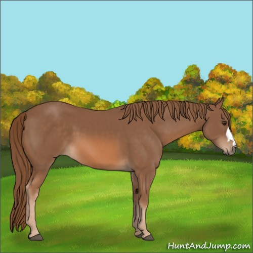 Horse Color:Chestnut 