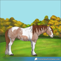 Horse Color:Chestnut Ice Splash Tobiano 