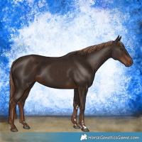 Horse Color:Liver Chestnut Rabicano 