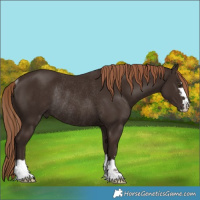 Horse Color:Liver Chestnut Rabicano 