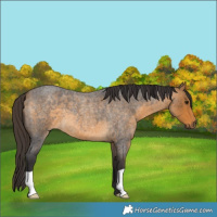Horse Color:Buckskin Roan 