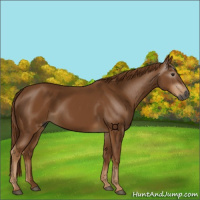 Horse Color:Gray Chestnut 
