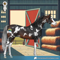 Horse Color:White Spotted Brown Splash 
