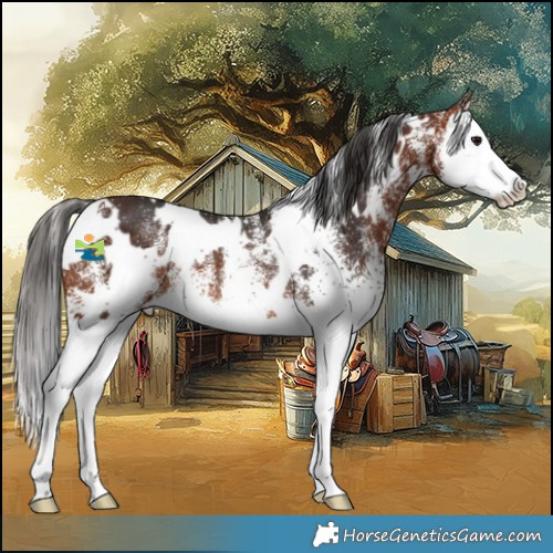 Horse Color:White Spotted Bay Splash Rabicano 