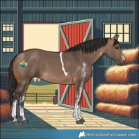 Horse Color:White Spotted Bay Dun Tobiano 