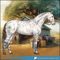 Horse Color:White Spotted Bay Roan Dun Leopard Rabicano 