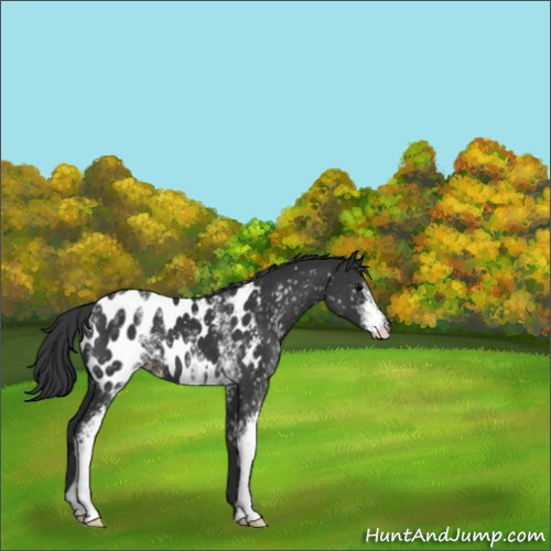 Horse Color:White Spotted Black Appaloosa 