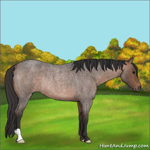 Horse Color:Brown Roan Rabicano 