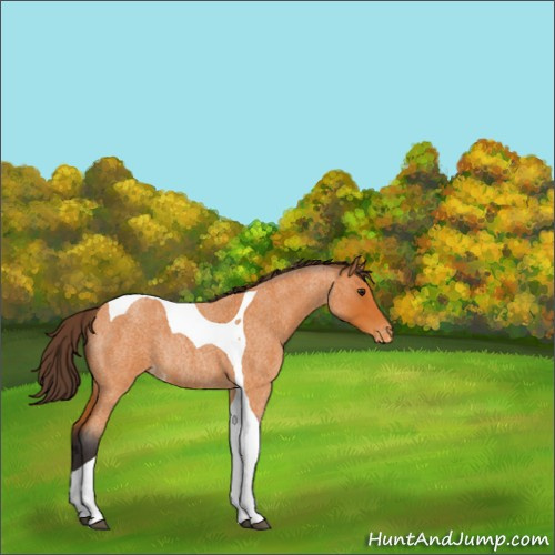 Horse Color:Buckskin Roan Tobiano Appaloosa Rabicano 