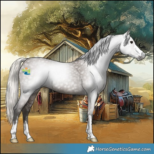 Horse Color:Gray Silver Grullo 