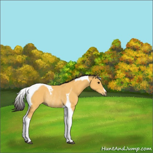 Horse Color:Buckskin Tobiano Rabicano 