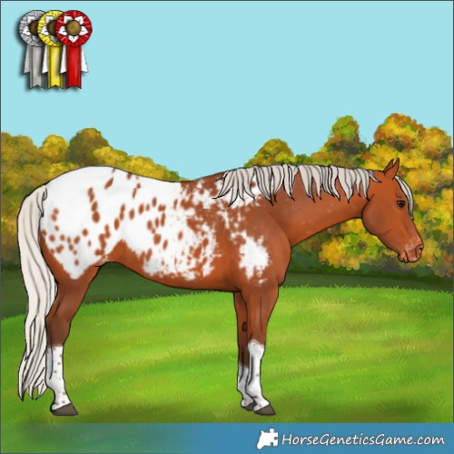 Horse Color:Silver Bay Tobiano Appaloosa 