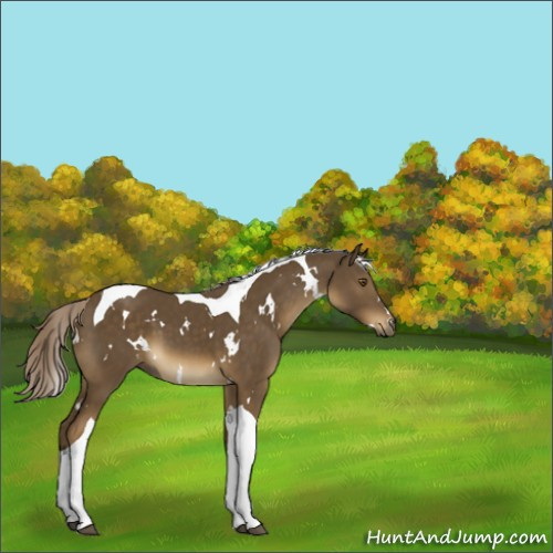 Horse Color:White Spotted Chocolate Palomino Tobiano 