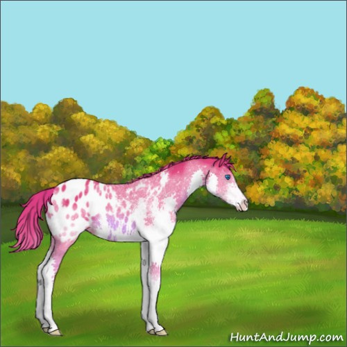 Horse Color:Watercolor Liver Red Roan Splash Appaloosa 