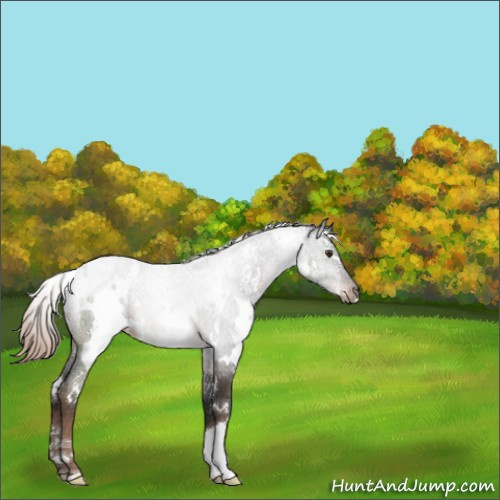 Horse Color:White Spotted Liver Chestnut 