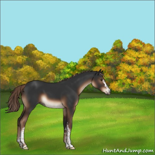Horse Color:White Spotted Liver Chestnut 