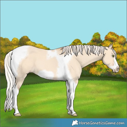 Horse Color:Silver Amber Champagne Dun Tobiano Frame 