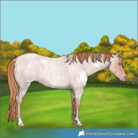 Horse Color:White Spotted Gold Champagne Roan 