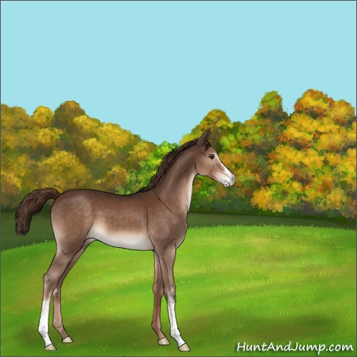 Horse Color:Liver Chestnut Sabino 