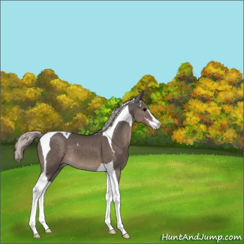 Horse Color:Silver Black Sabino Tobiano 