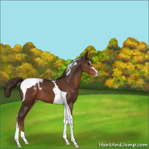 Horse Color:Liver Chestnut Sabino Tobiano Appaloosa 