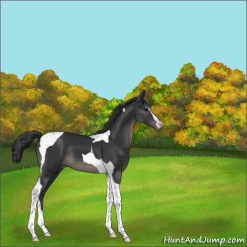 Horse Color:Black Sabino Tobiano 