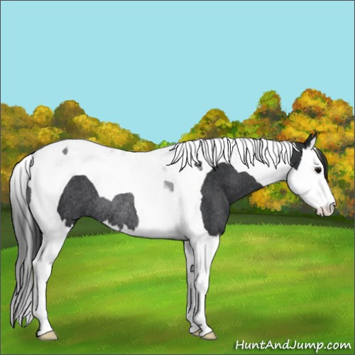 Horse Color:Unknown 
