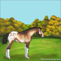 Horse Color:Bay Onyx Appaloosa