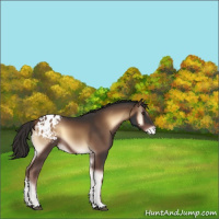 Horse Color:Liver Red Onyx Appaloosa