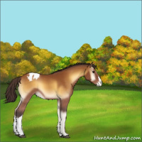 Horse Color:Buckskin Onyx Appaloosa 