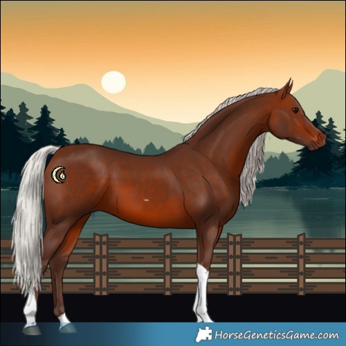 Horse Color:Silver Brown Tobiano 