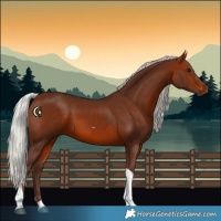 Horse Color:Silver Brown Tobiano 
