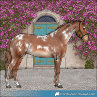 Horse Color:White Spotted Chestnut Varnish 