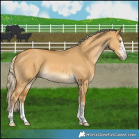 Horse Color:Palomino Dun 