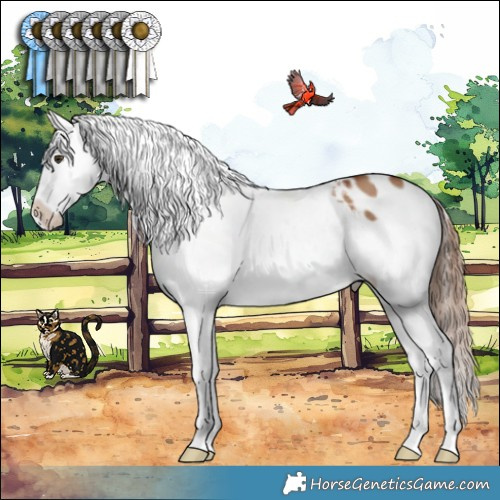 Horse Color:Red Dun Appaloosa