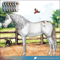 Horse Color:Red Dun Appaloosa