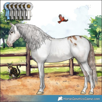 Horse Color:Red Dun Appaloosa 