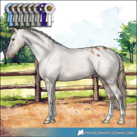 Horse Color:Red Dun Appaloosa 