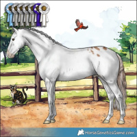 Horse Color:Red Dun Appaloosa